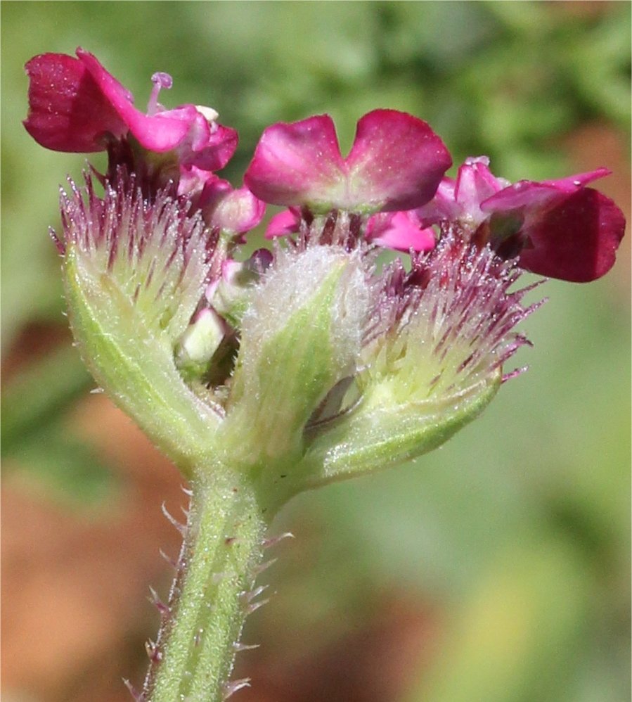 Turgenia latifoliaturgenia latifolia