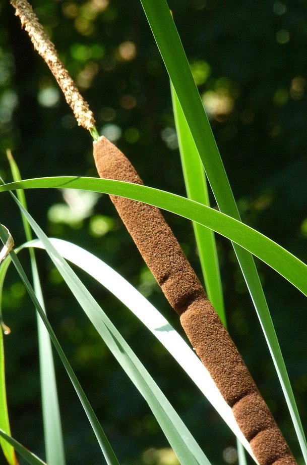 typha-angustifolia