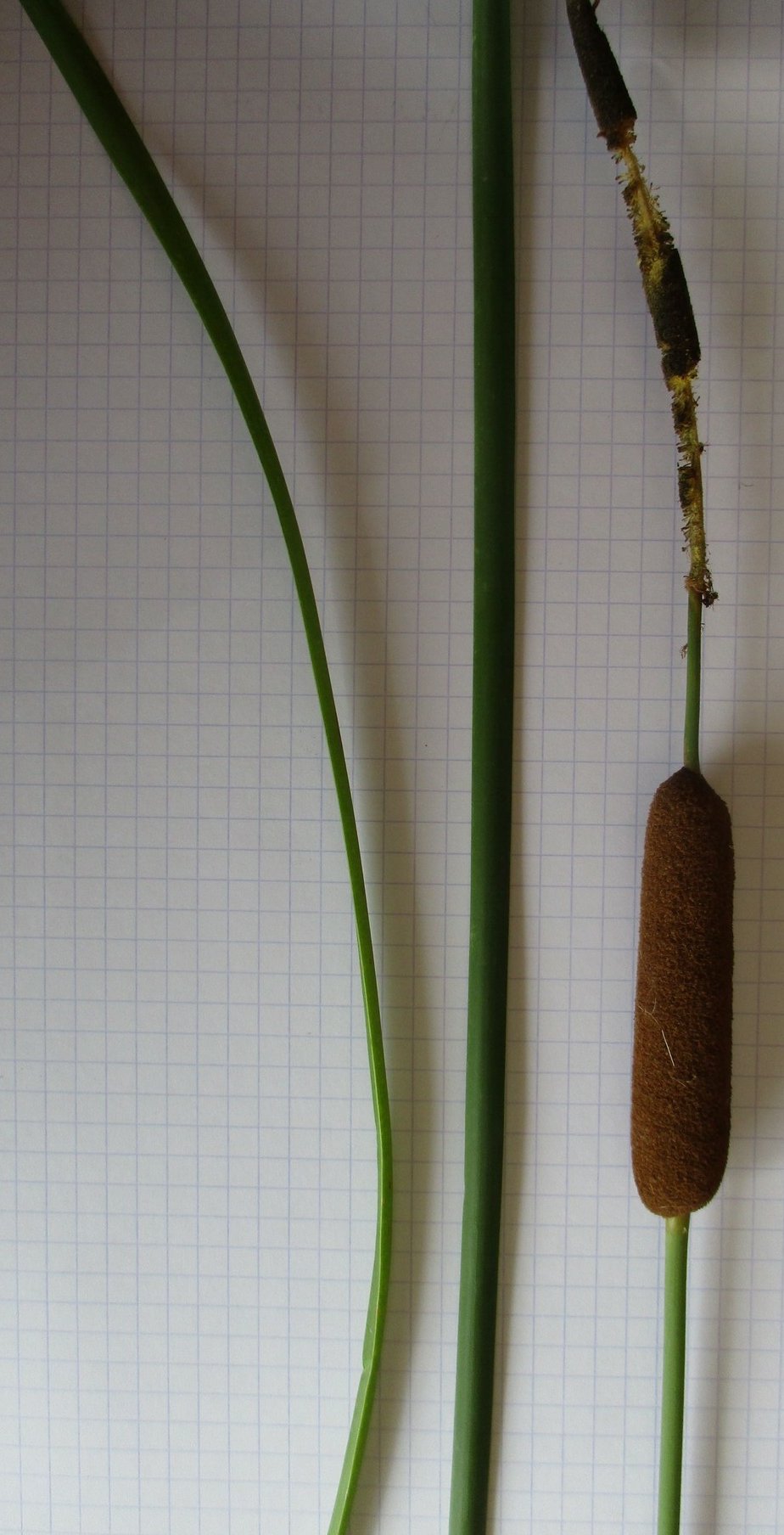 typha-angustifolia
