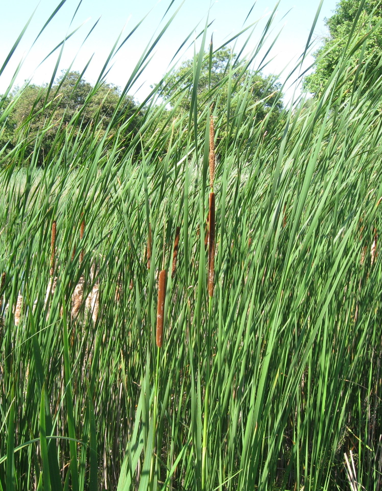 typha-angustifolia