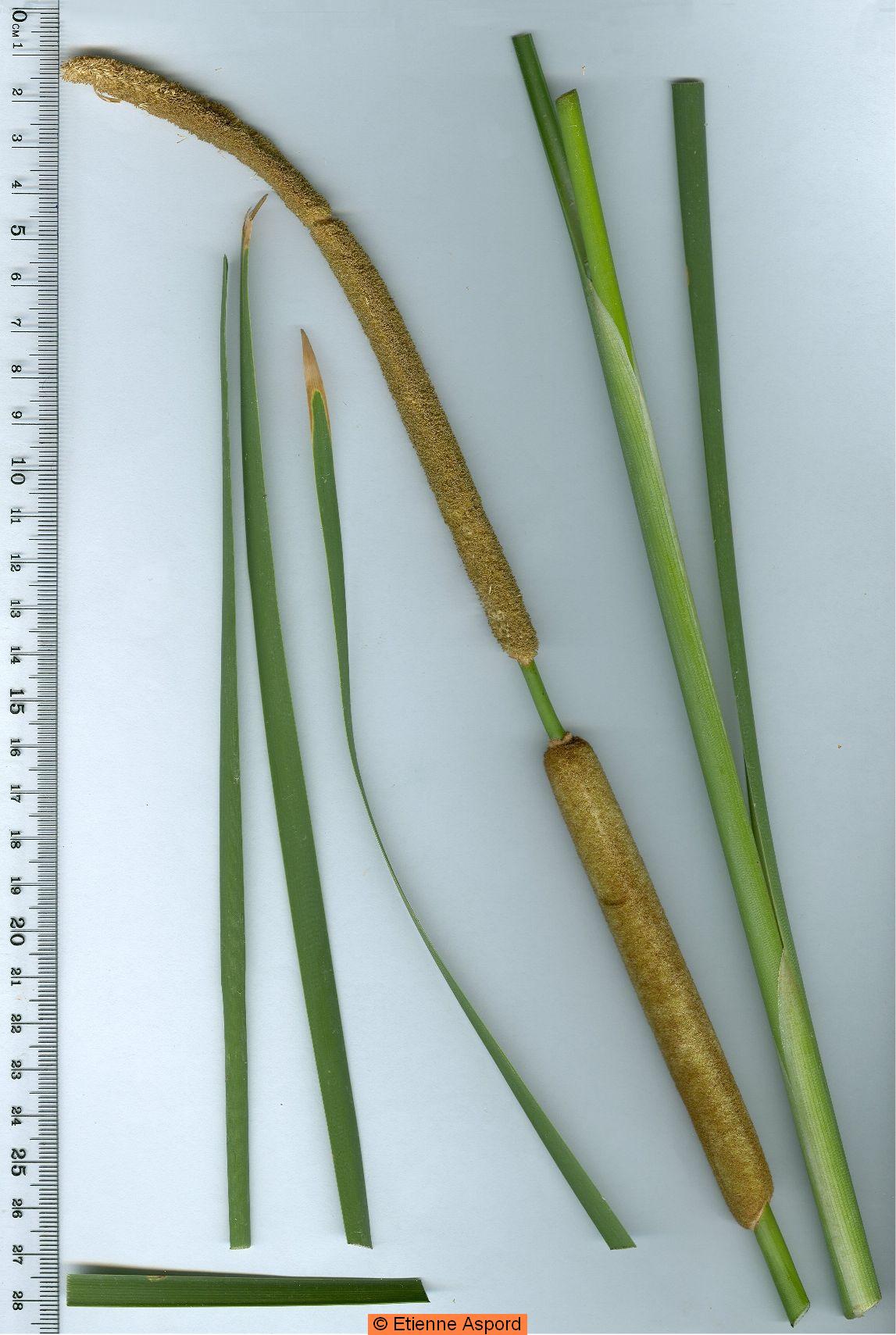 typha-domingensis