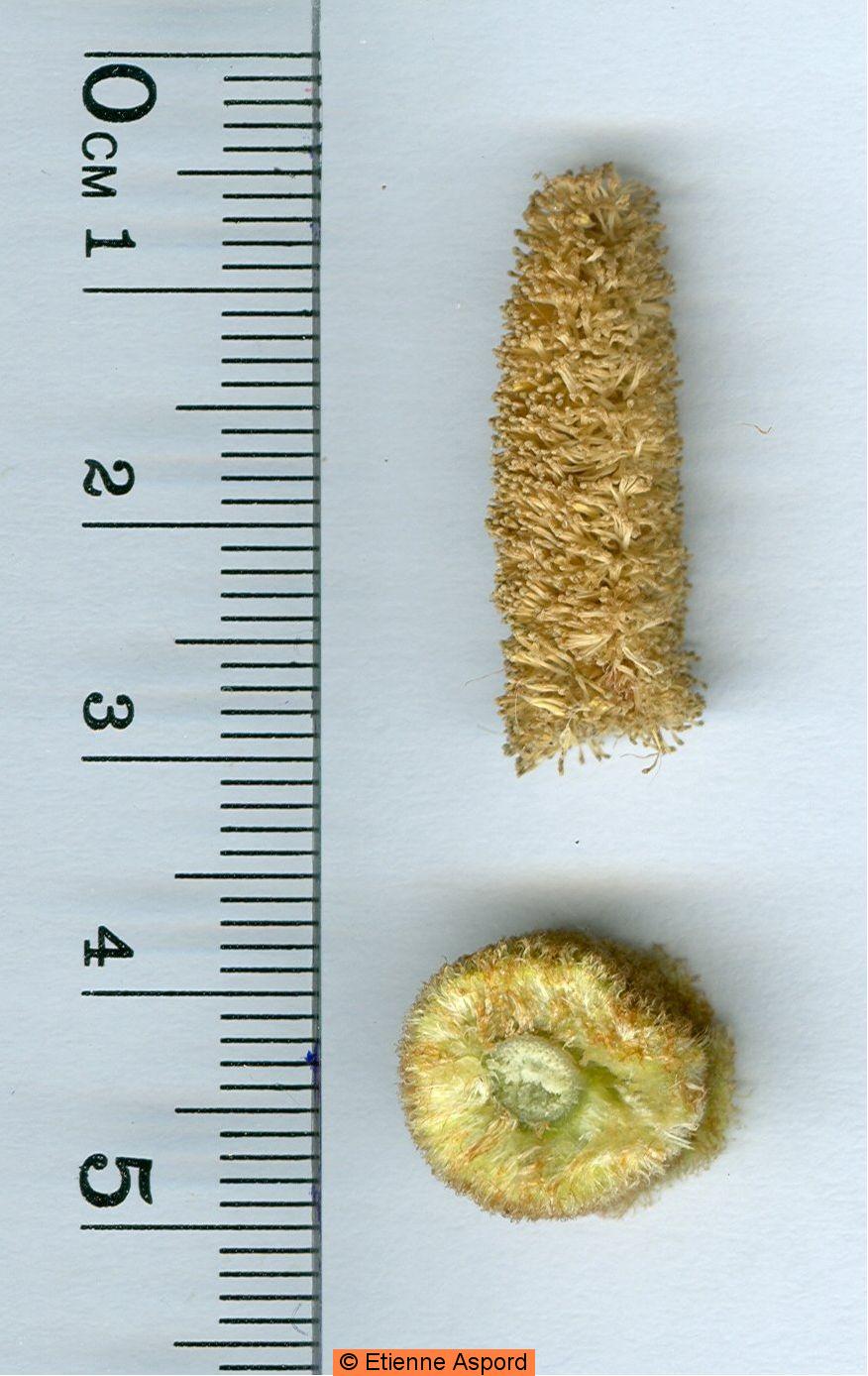 typha-domingensis