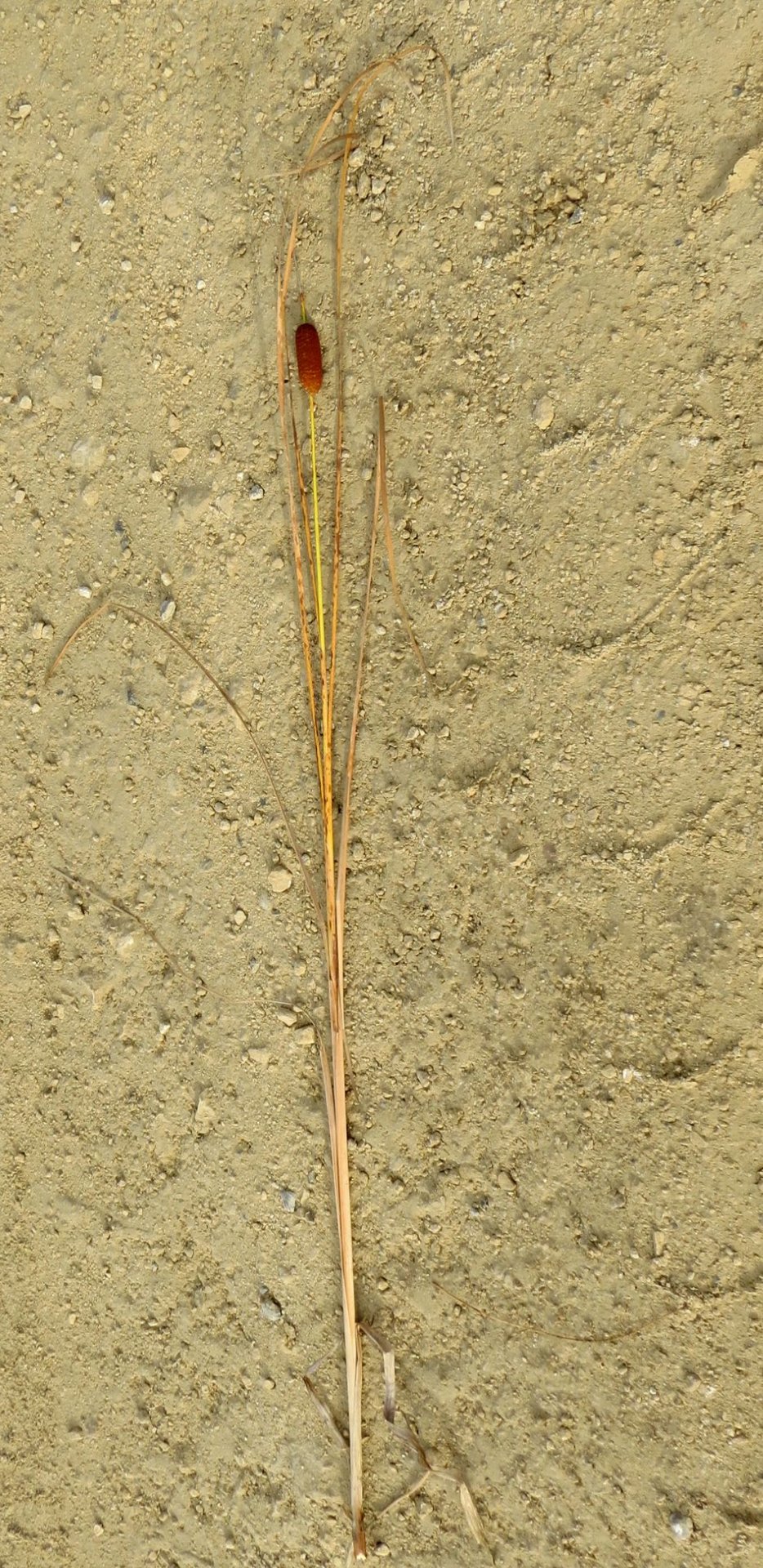 typha-laxmannii