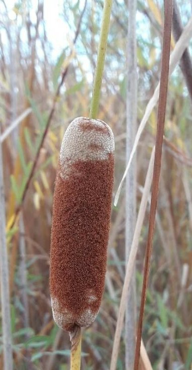 typha-laxmannii