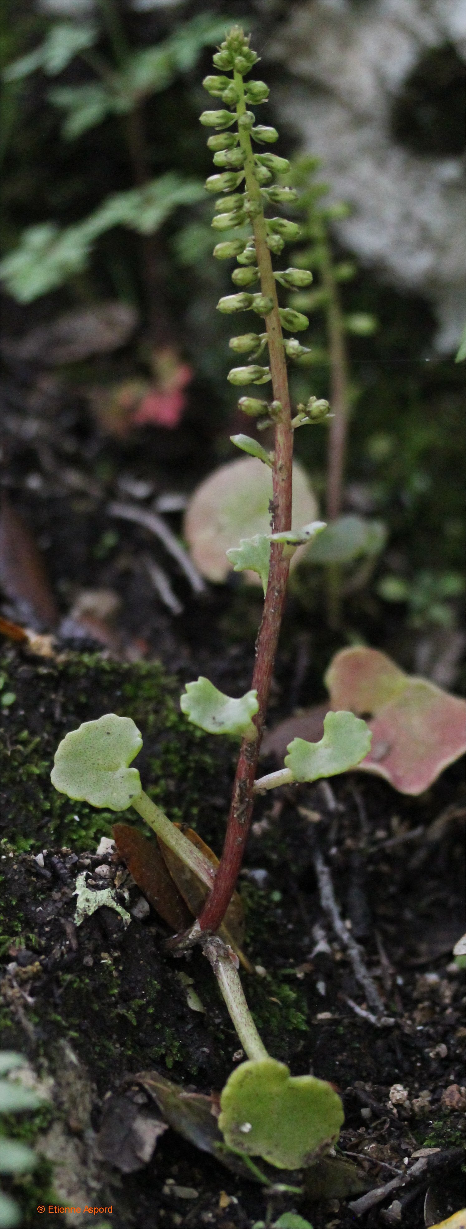 Umbilicus rupestrisumbilicus pendulinus