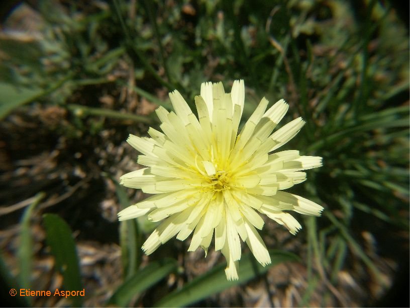 urospermum dalechampii