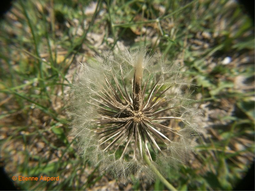 urospermum dalechampii