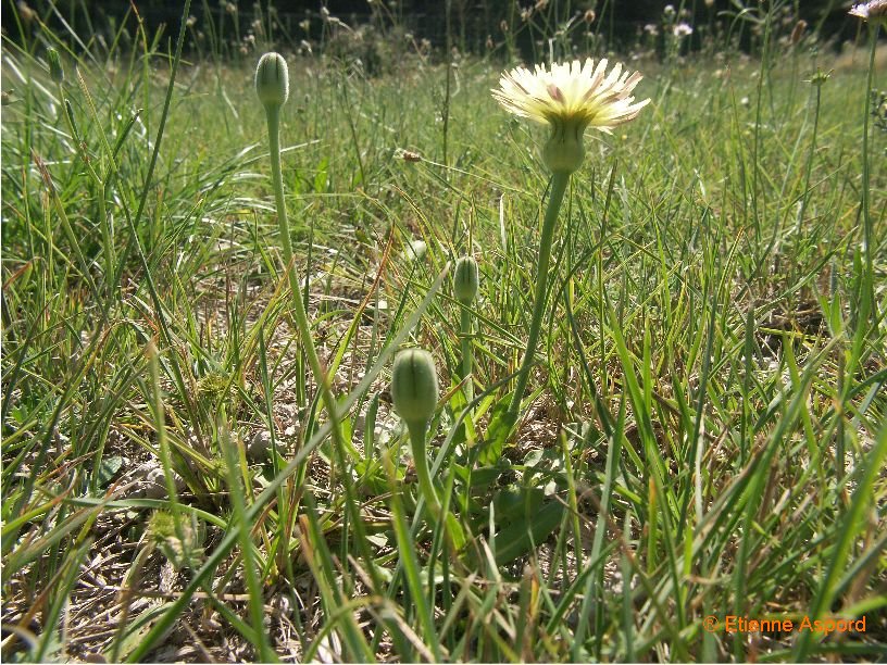 urospermum dalechampii