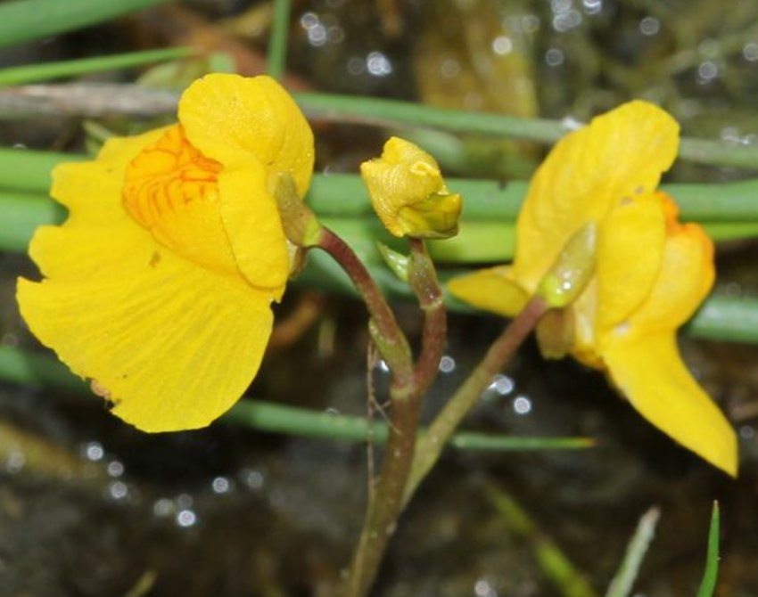 utricularia vulgaris tout.jpg