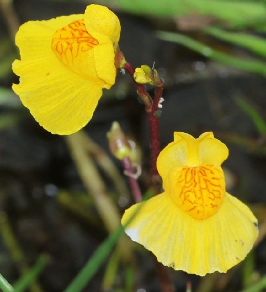 utricularia vulgaris tout.jpg
