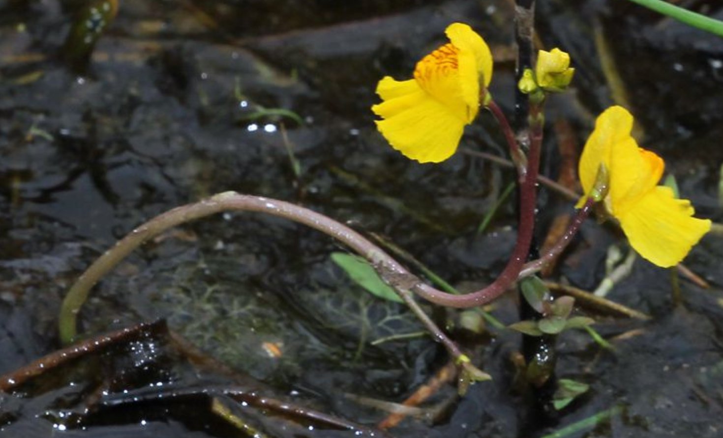 utricularia vulgaris tout.jpg