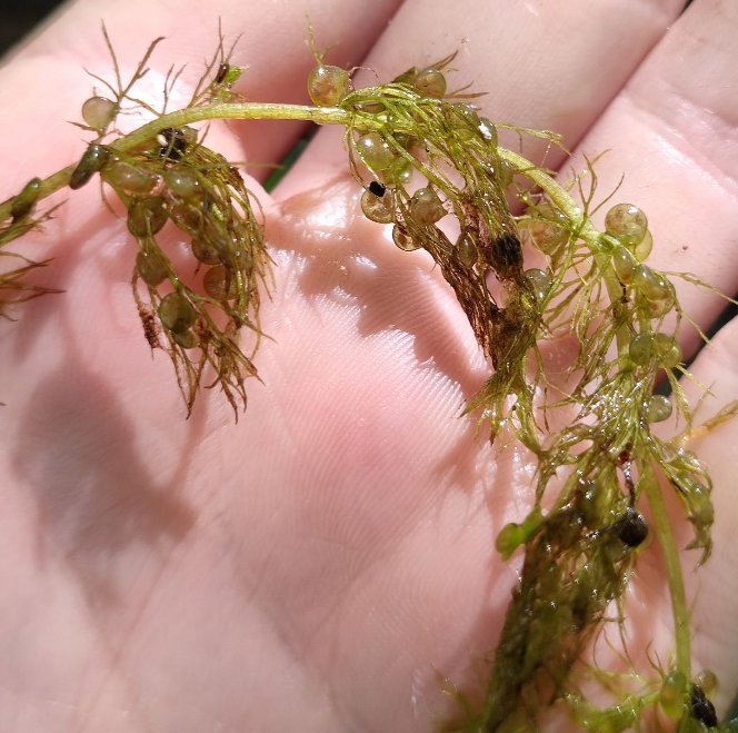 utricularia vulgaris tout.jpg