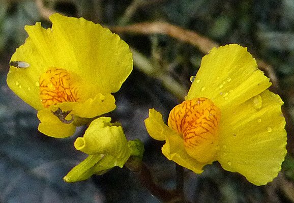 utricularia australis
