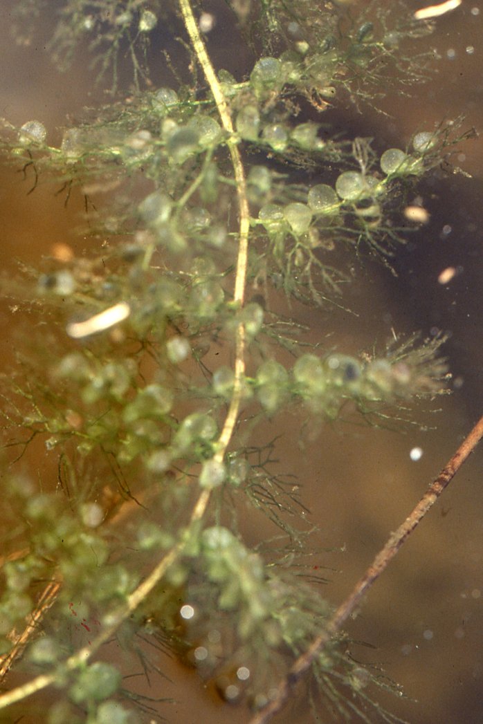 utricularia australis