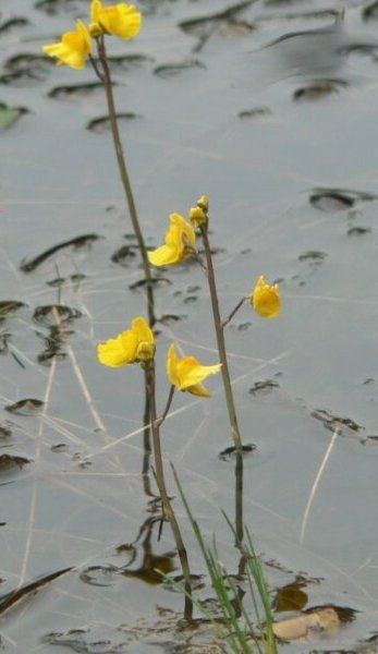 utricularia australis