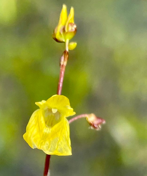 utricularia minor