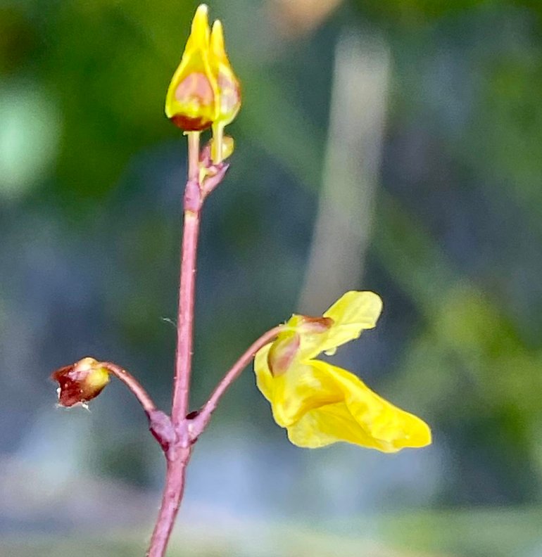 utricularia minor