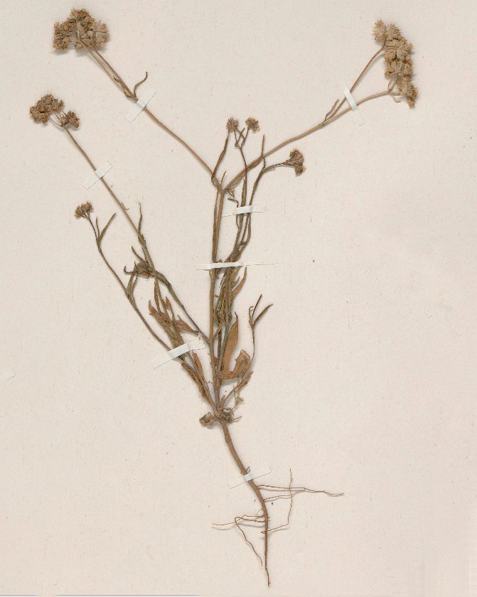 valerianella coronata