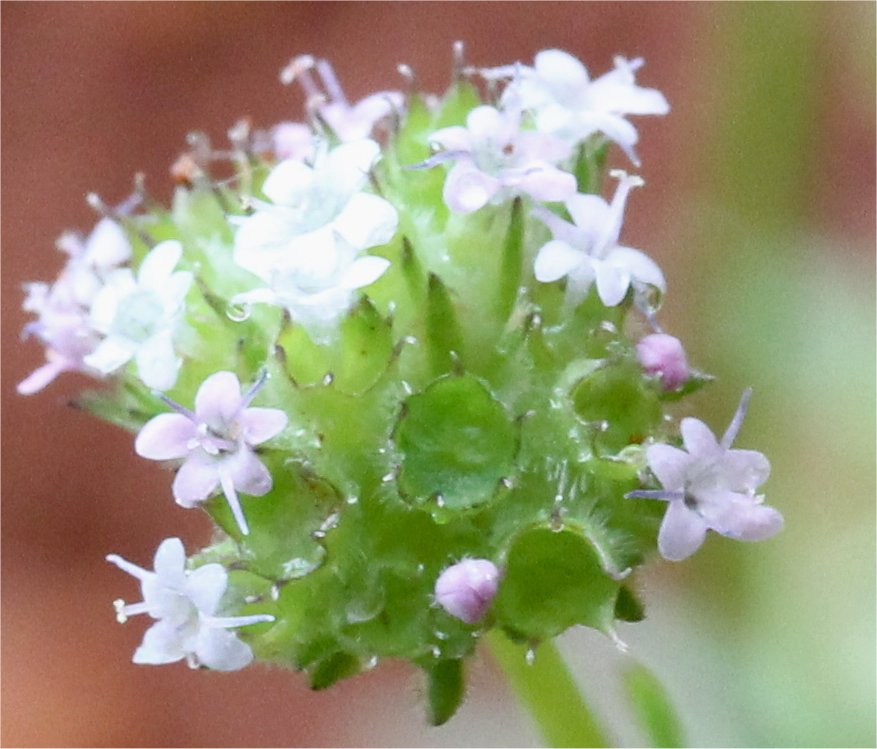 valerianella coronata