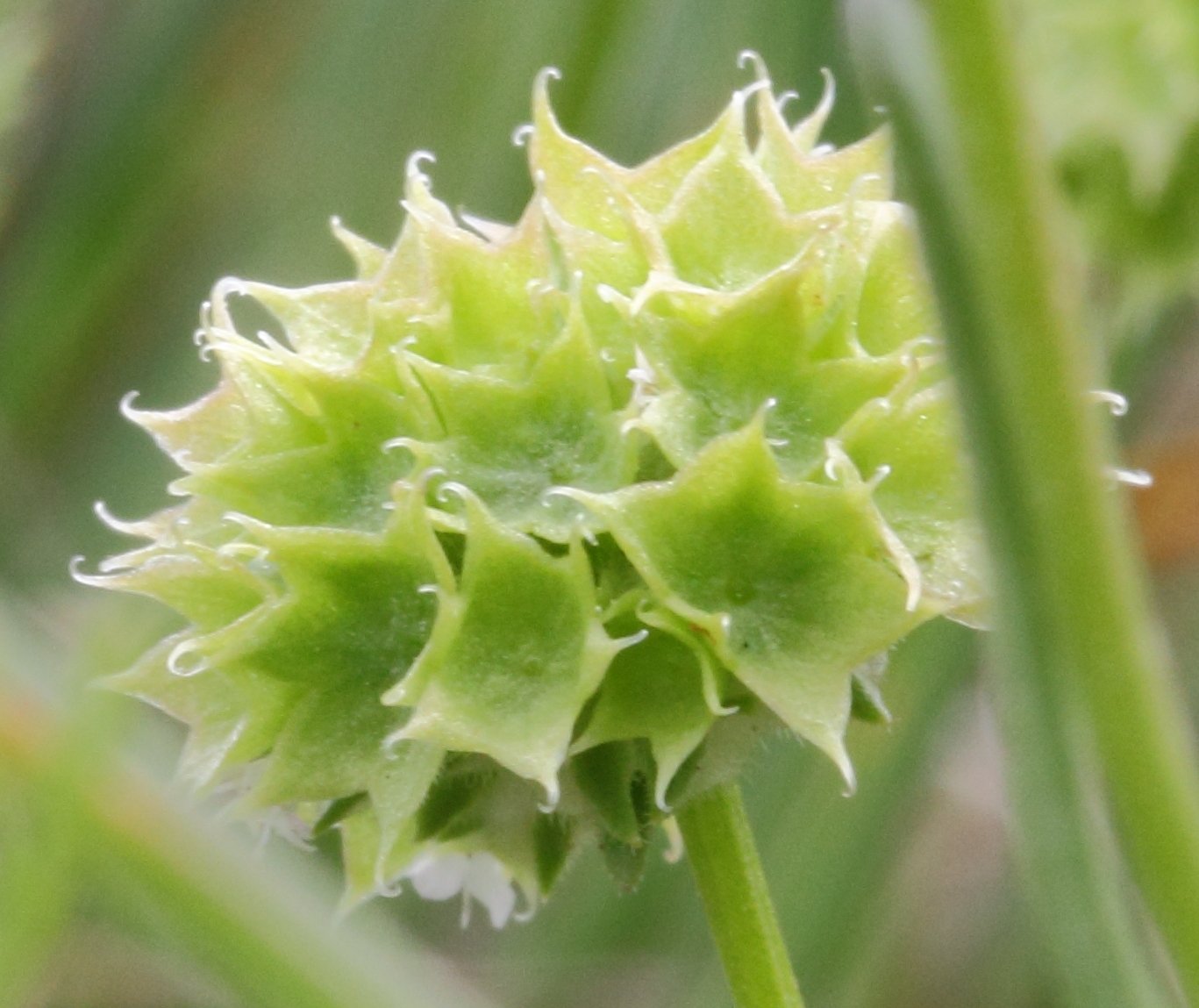 valerianella coronata