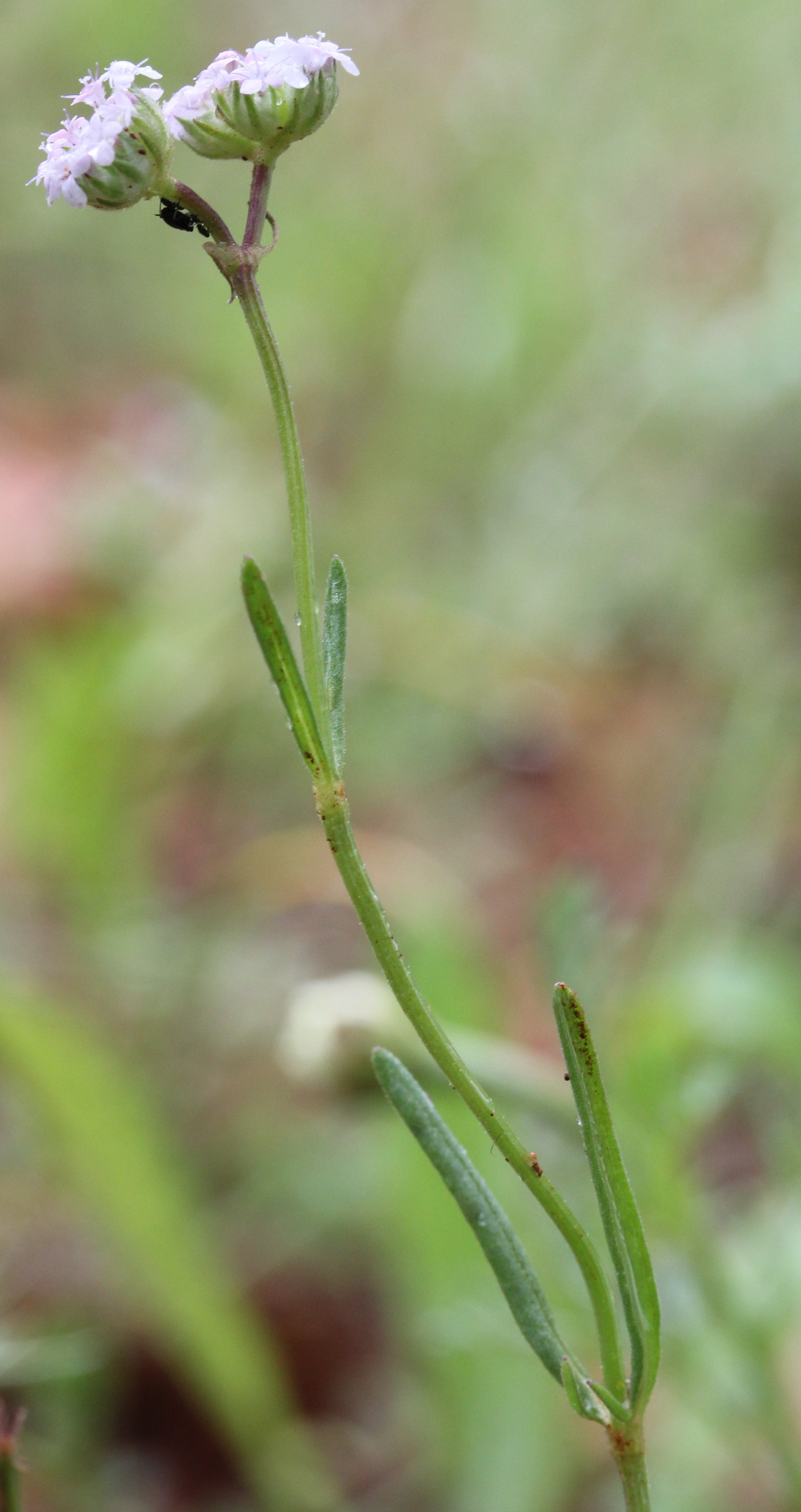 valerianella coronata