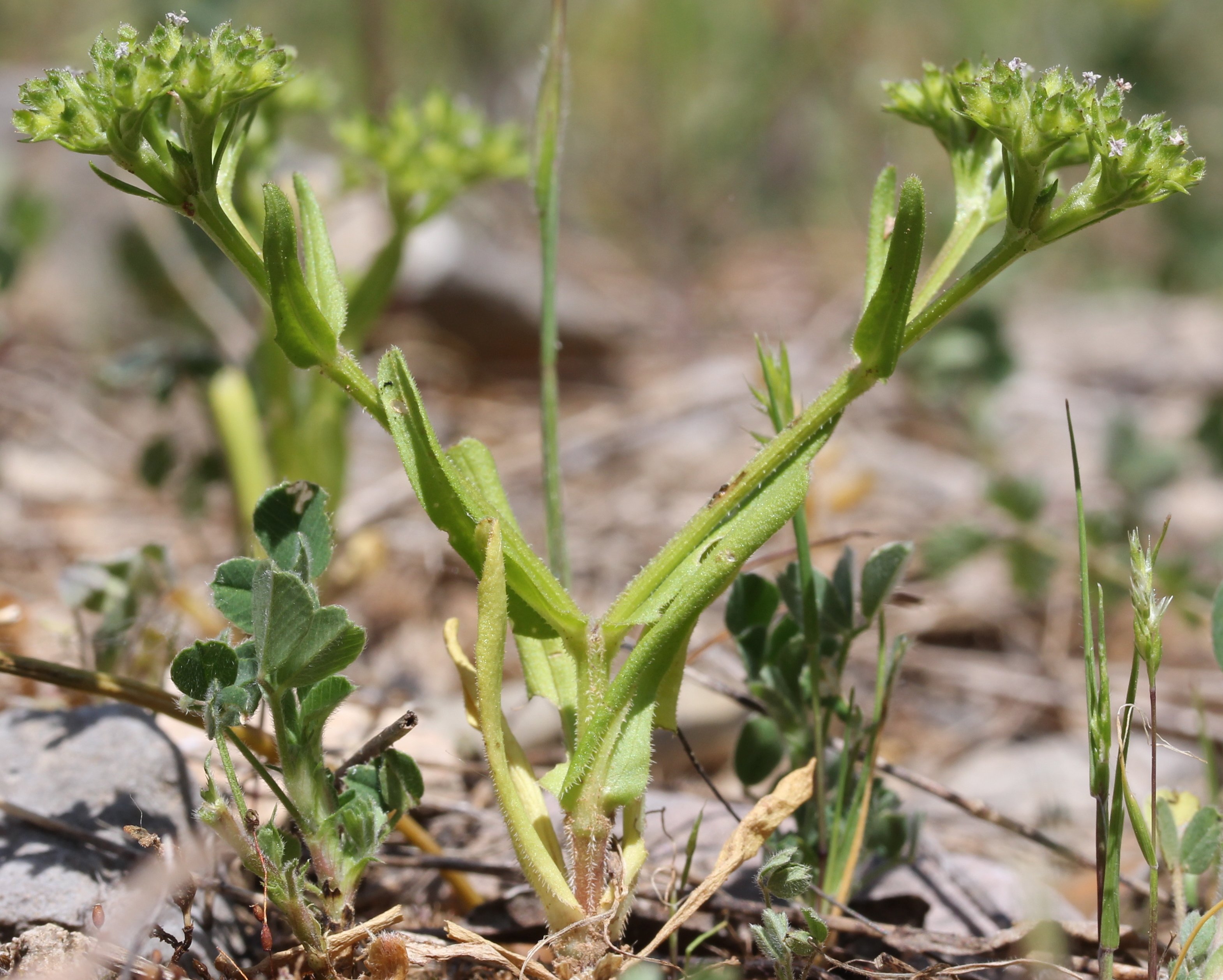 valerianella eriocarpa