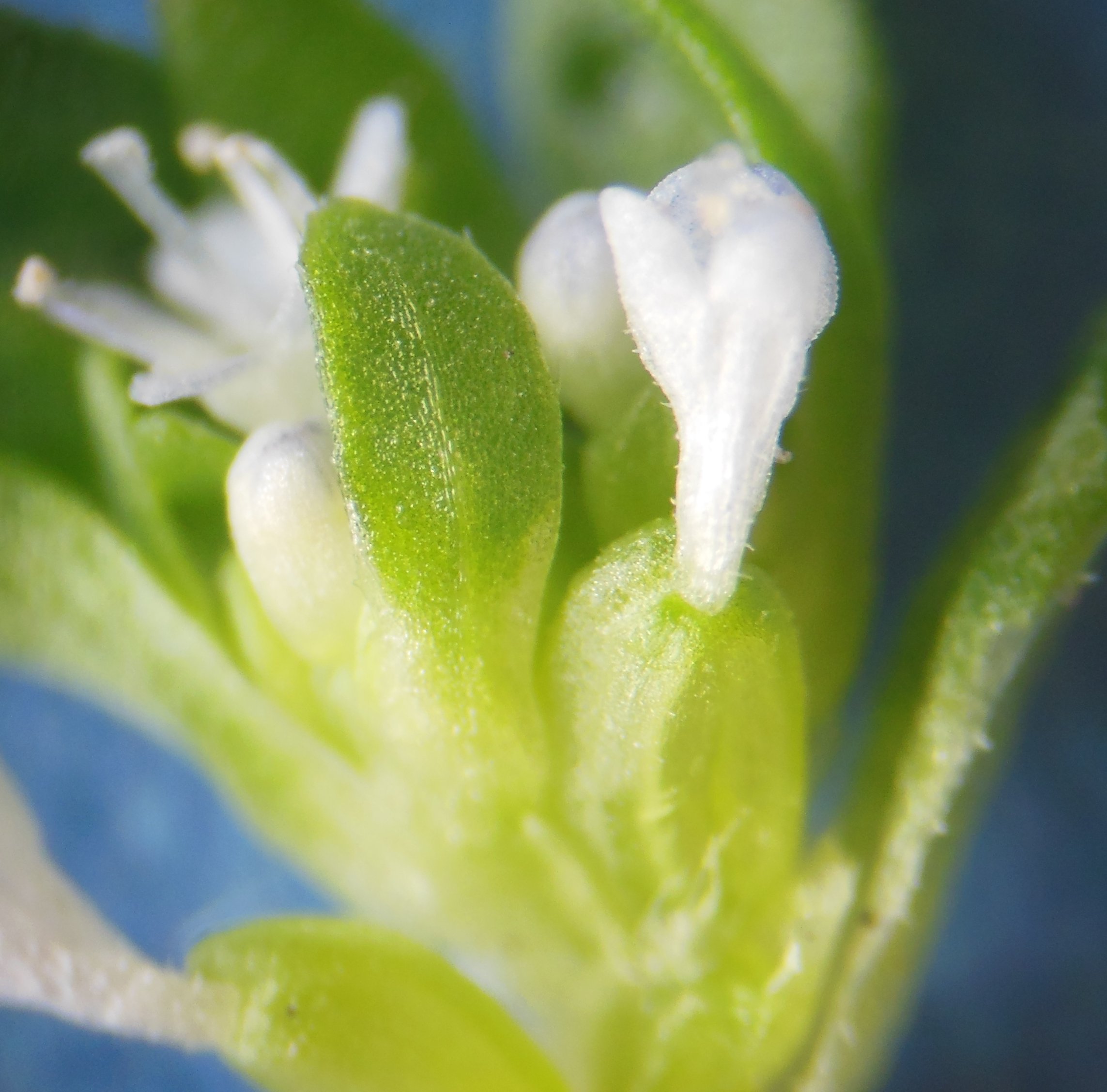 valerianella locusta