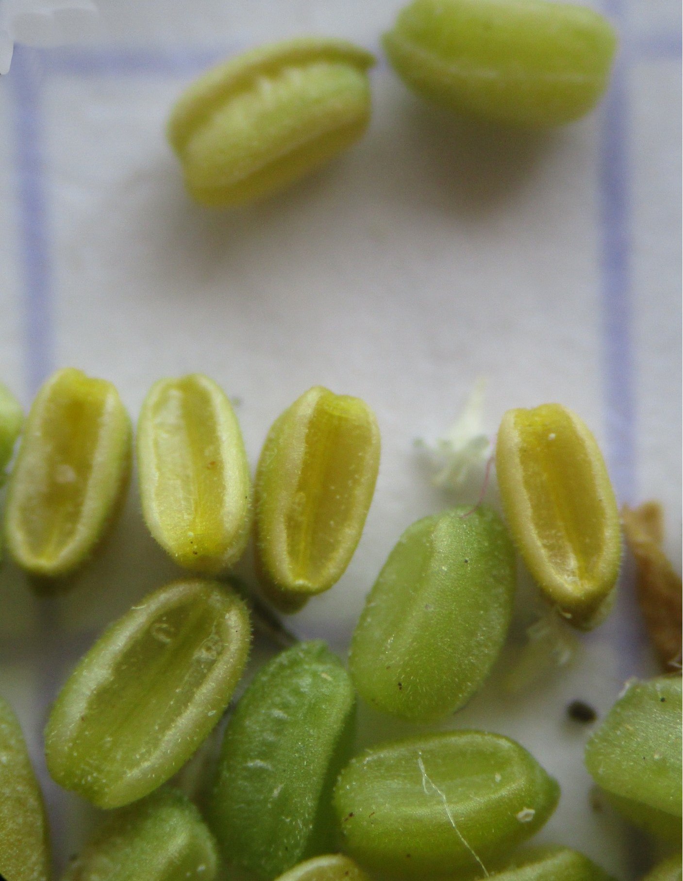 valerianella locusta
