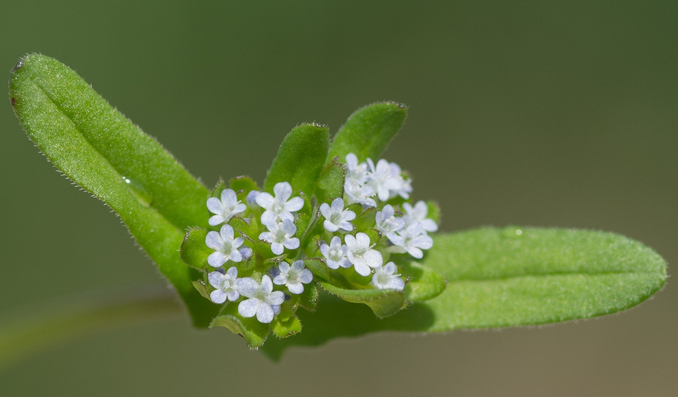 valerianella locusta
