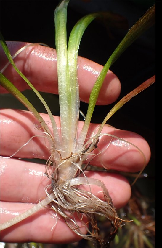 Vallisneria spiralisvallisneria spiralis
