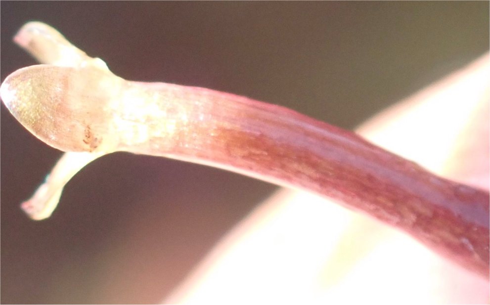 Vallisneria spiralisvallisneria spiralis
