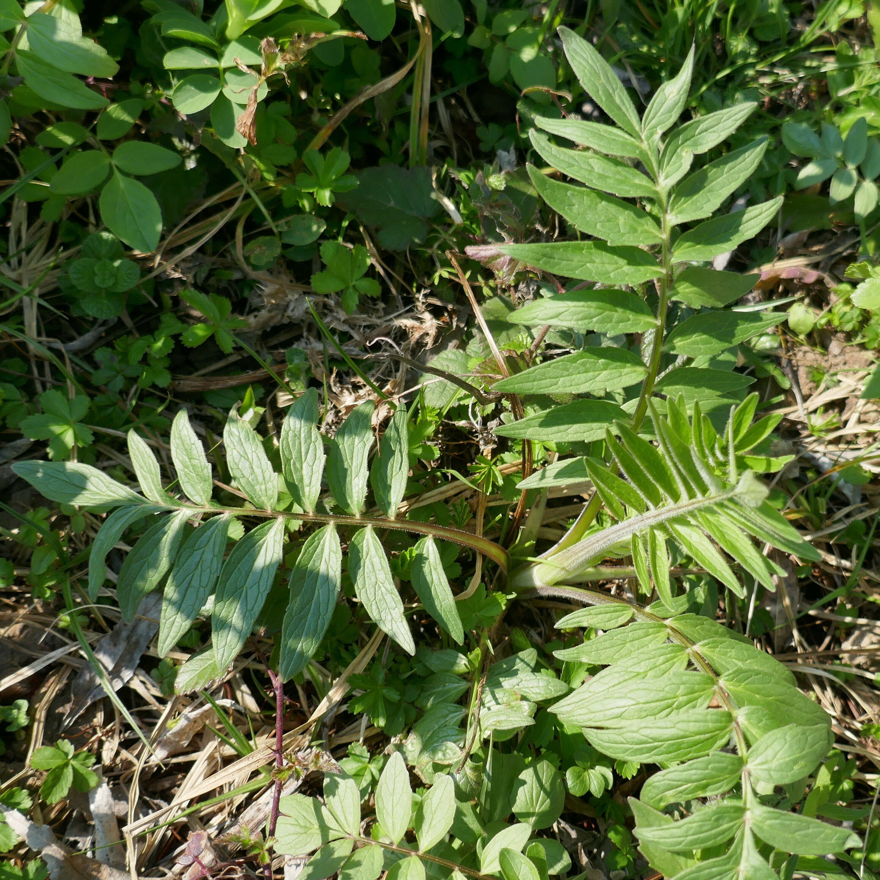 valeriana officinalis