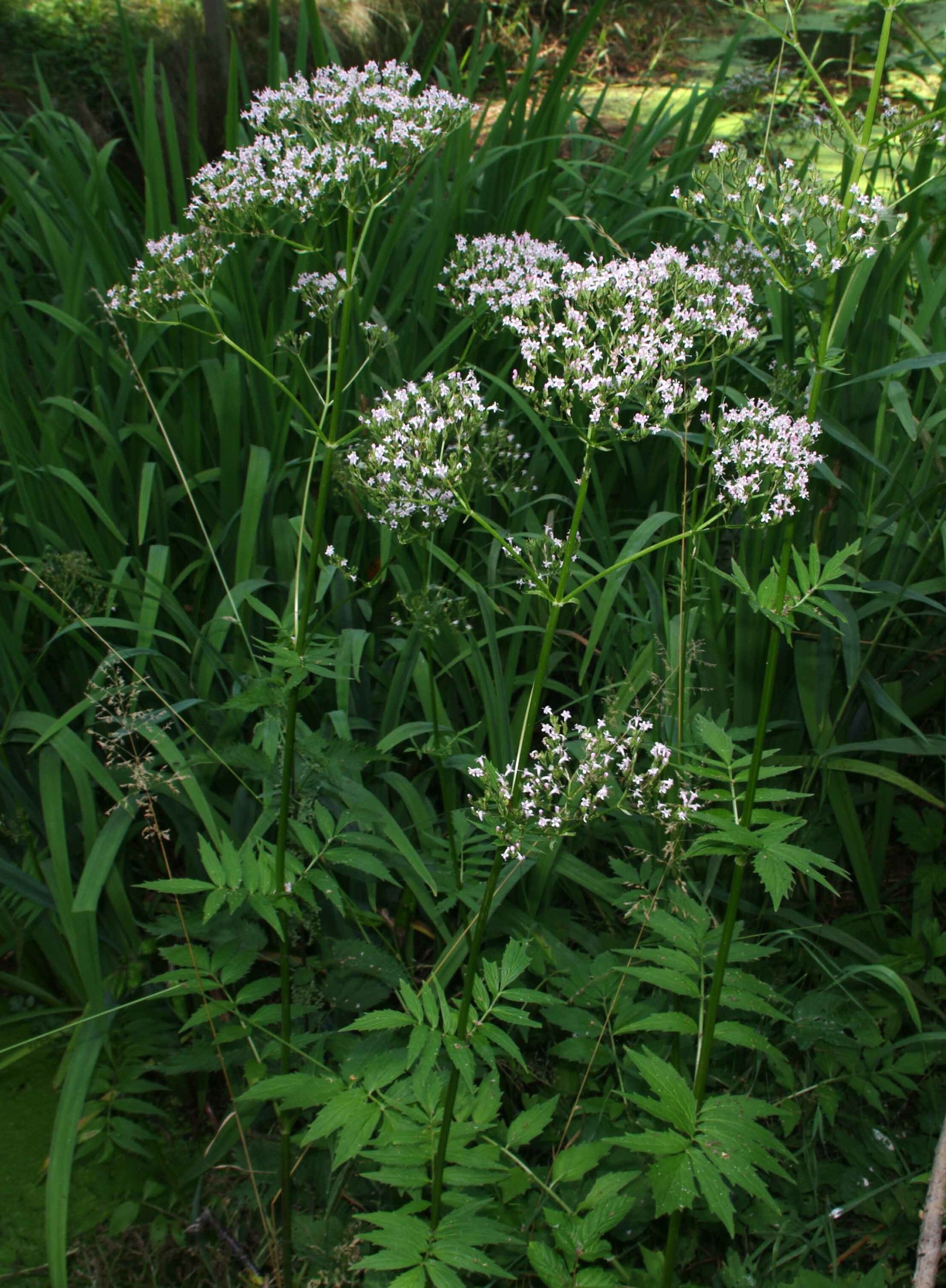 valeriana officinalis