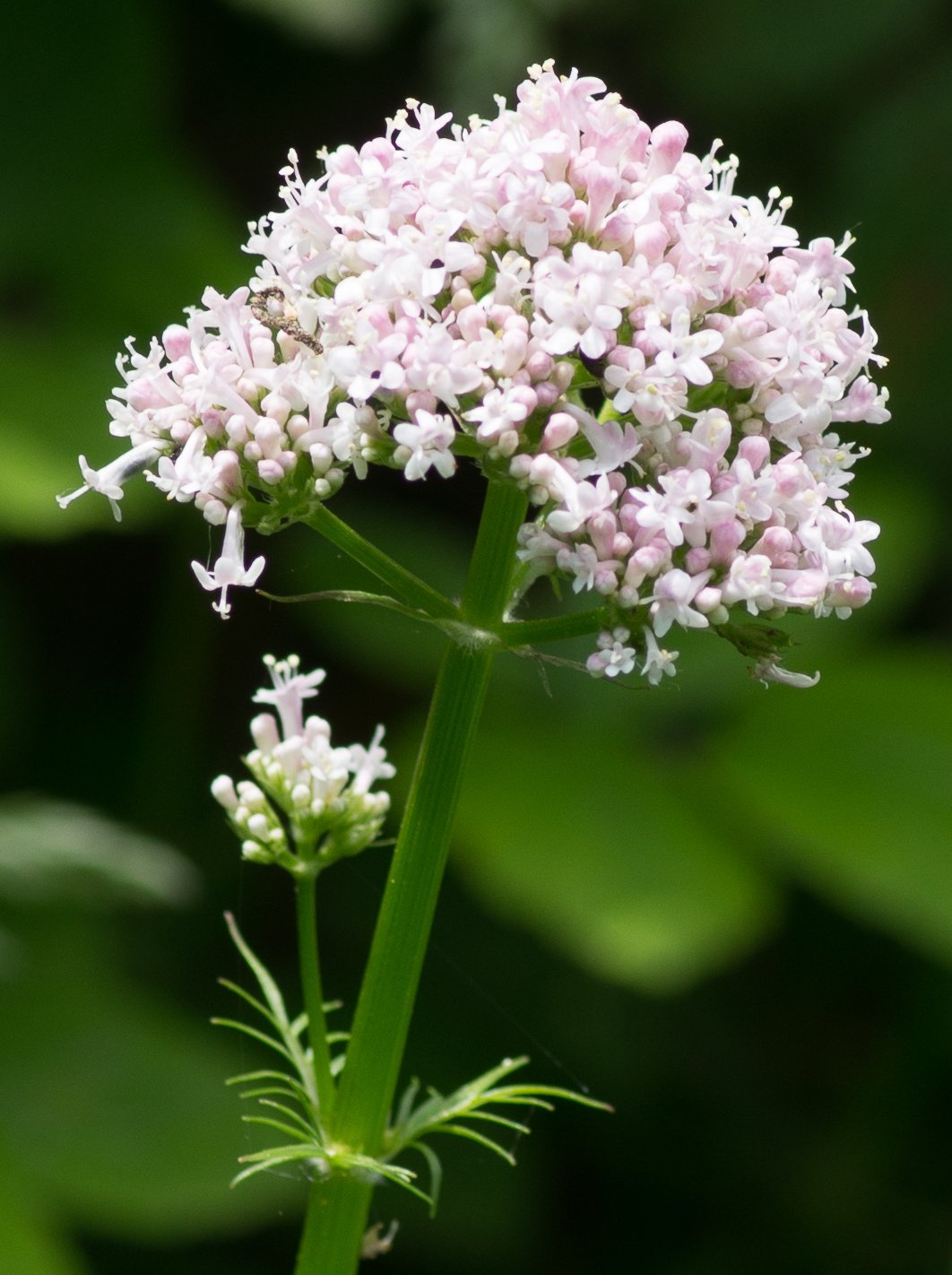 valeriana officinalis