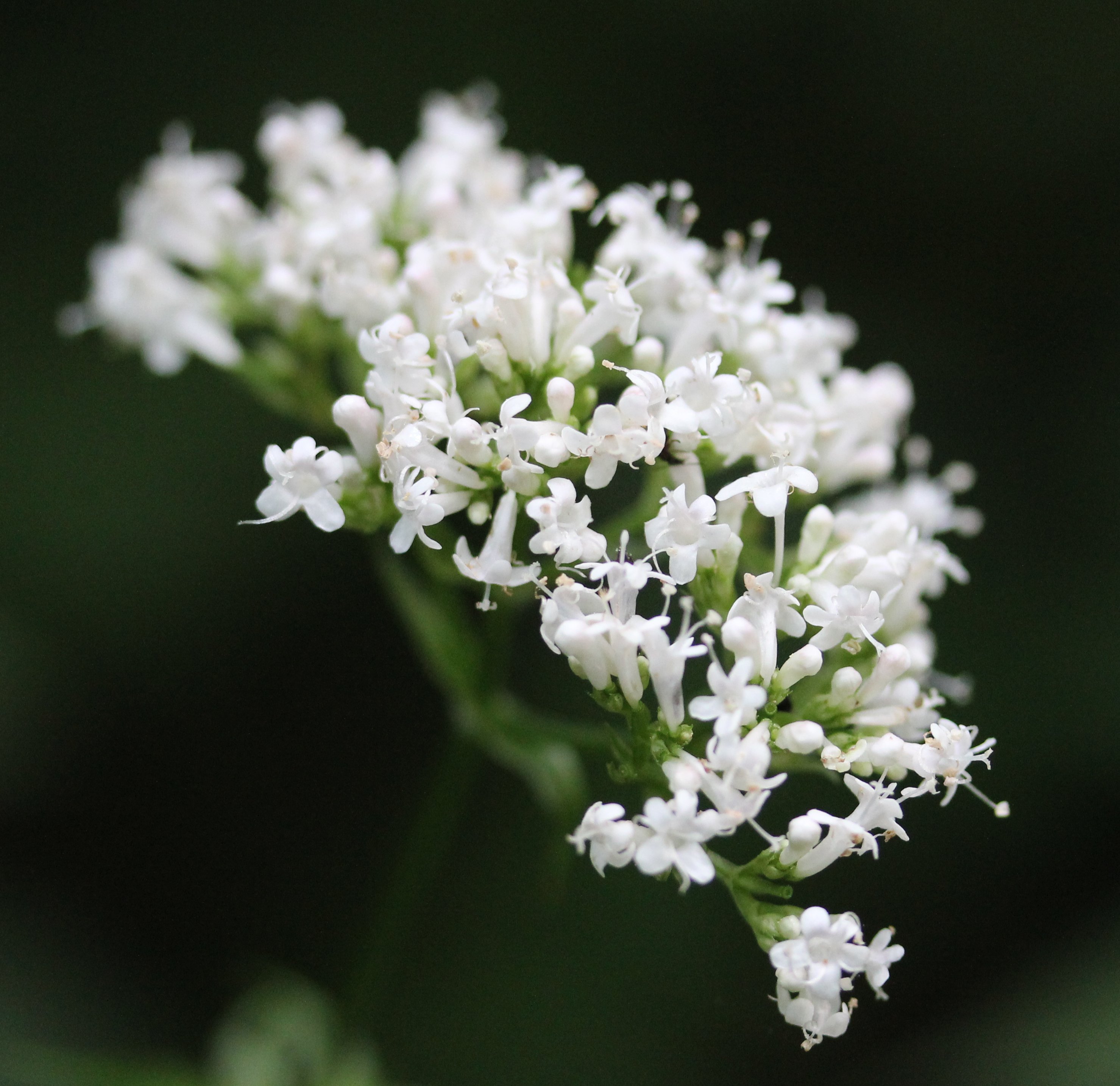 valeriana officinalis