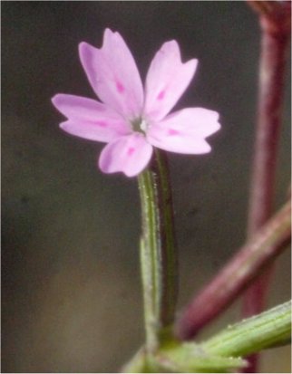 Velezia rigidavelezia rigida