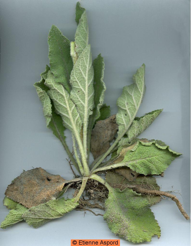 verbascum boerhavii