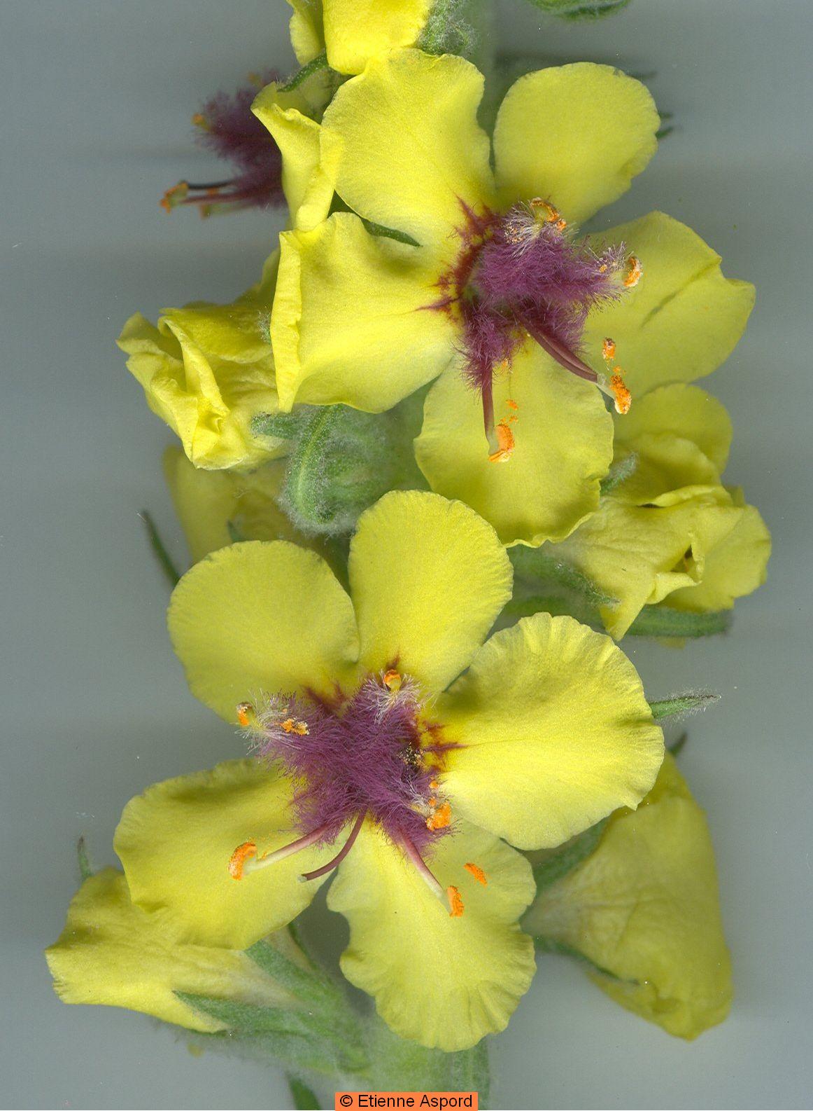 verbascum boerhavii