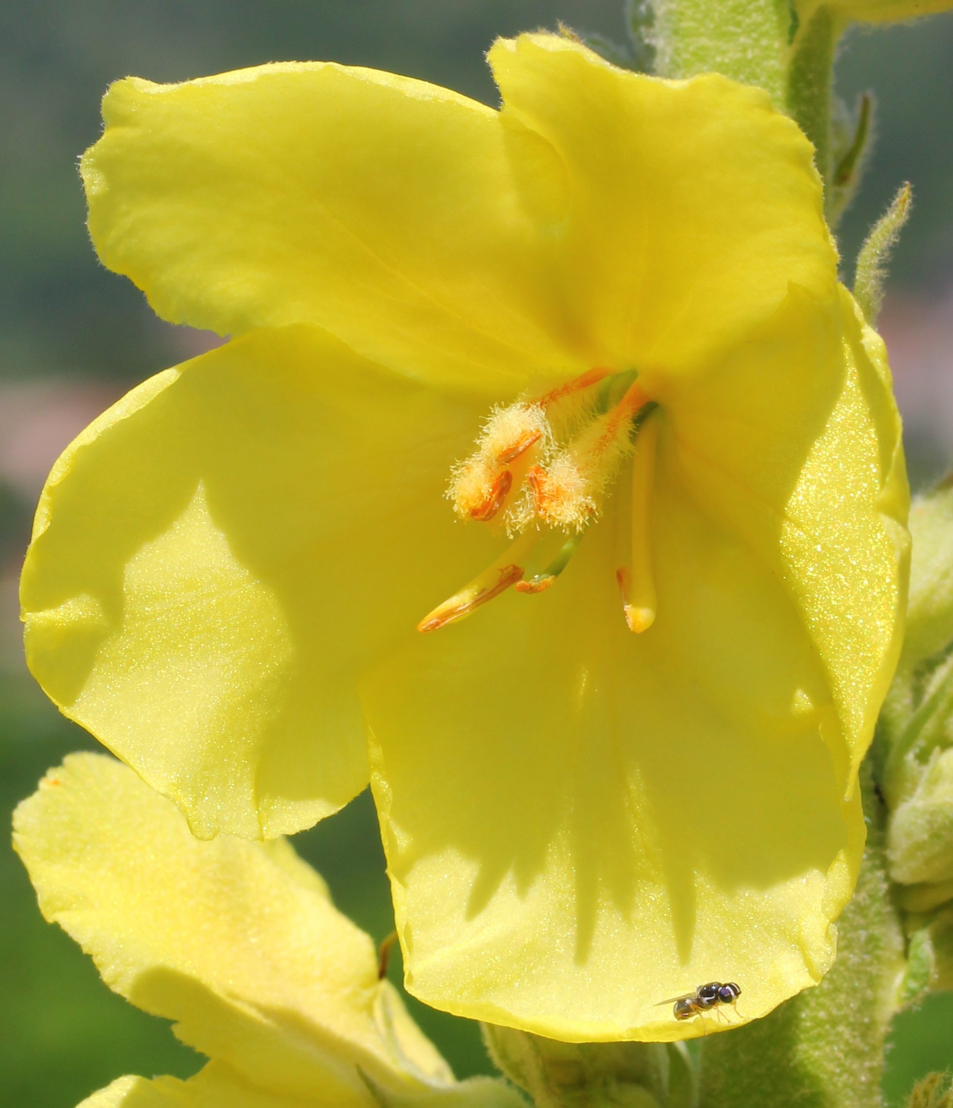 verbascum phlomoides