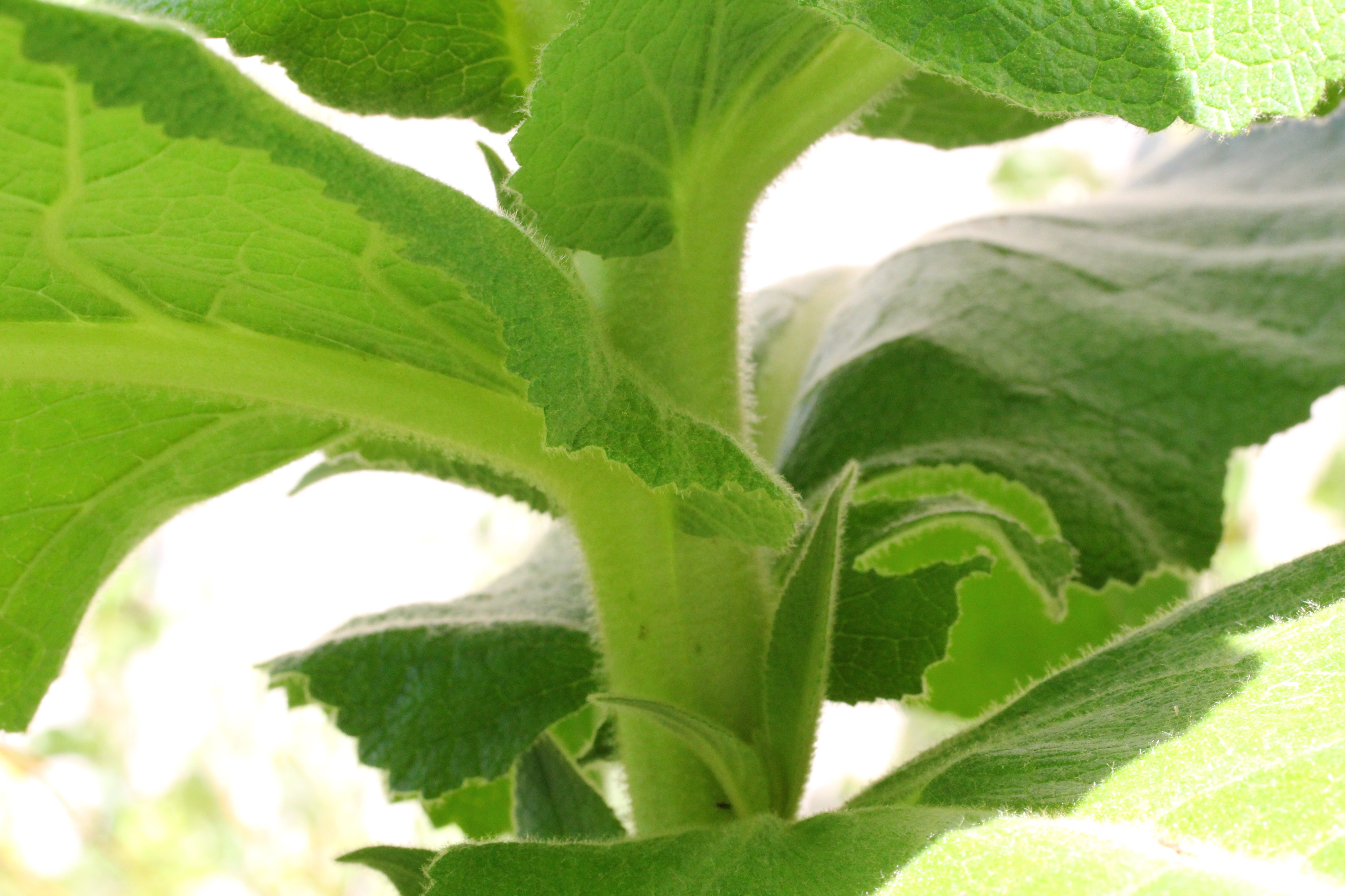 verbascum phlomoides