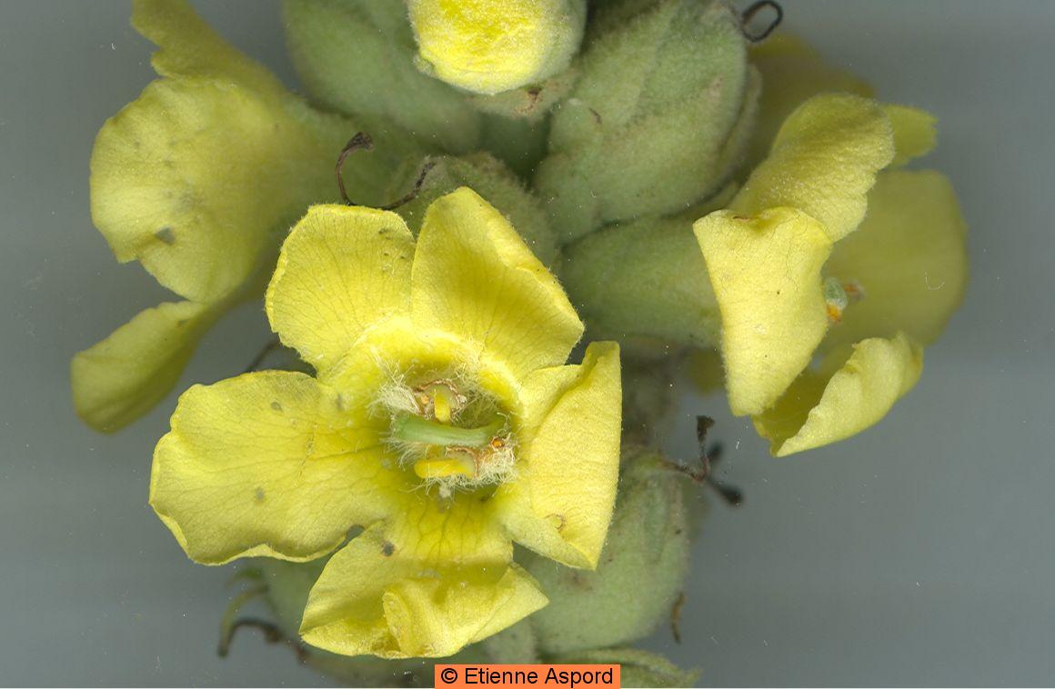 verbascum thapsus