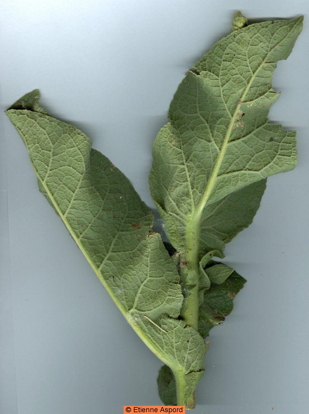 verbascum thapsus
