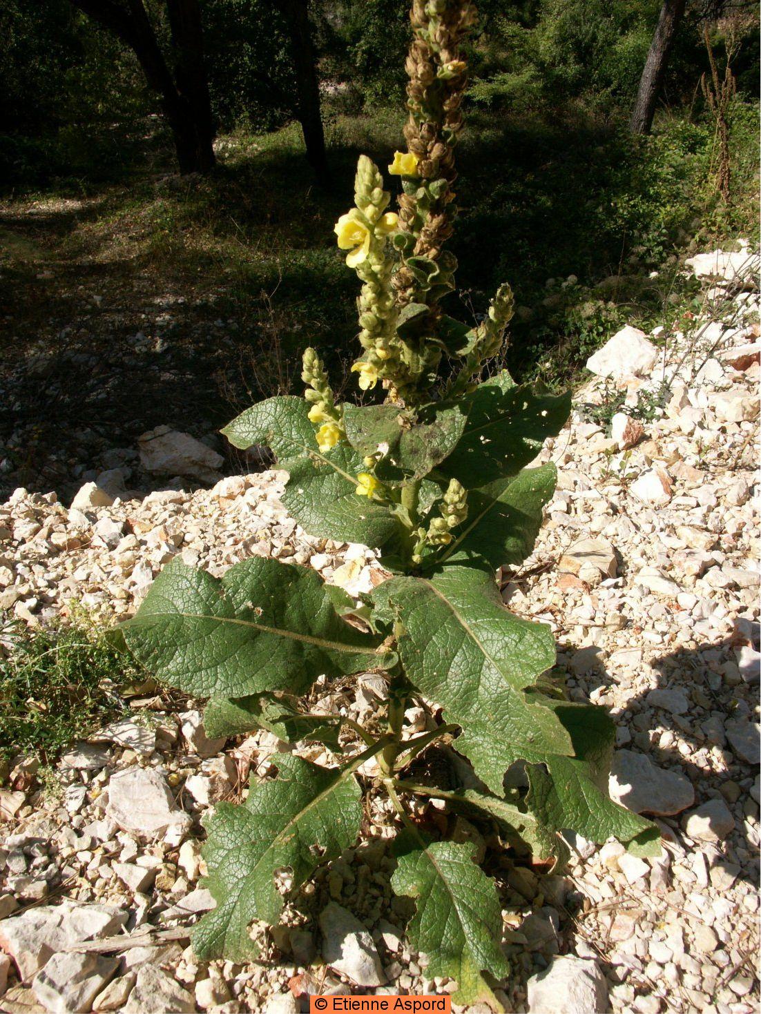 verbascum thapsus