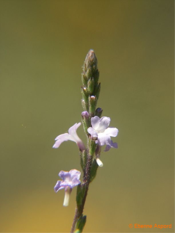 verbena officinalis