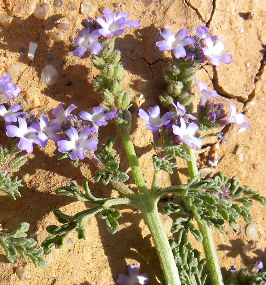 verbena supina
