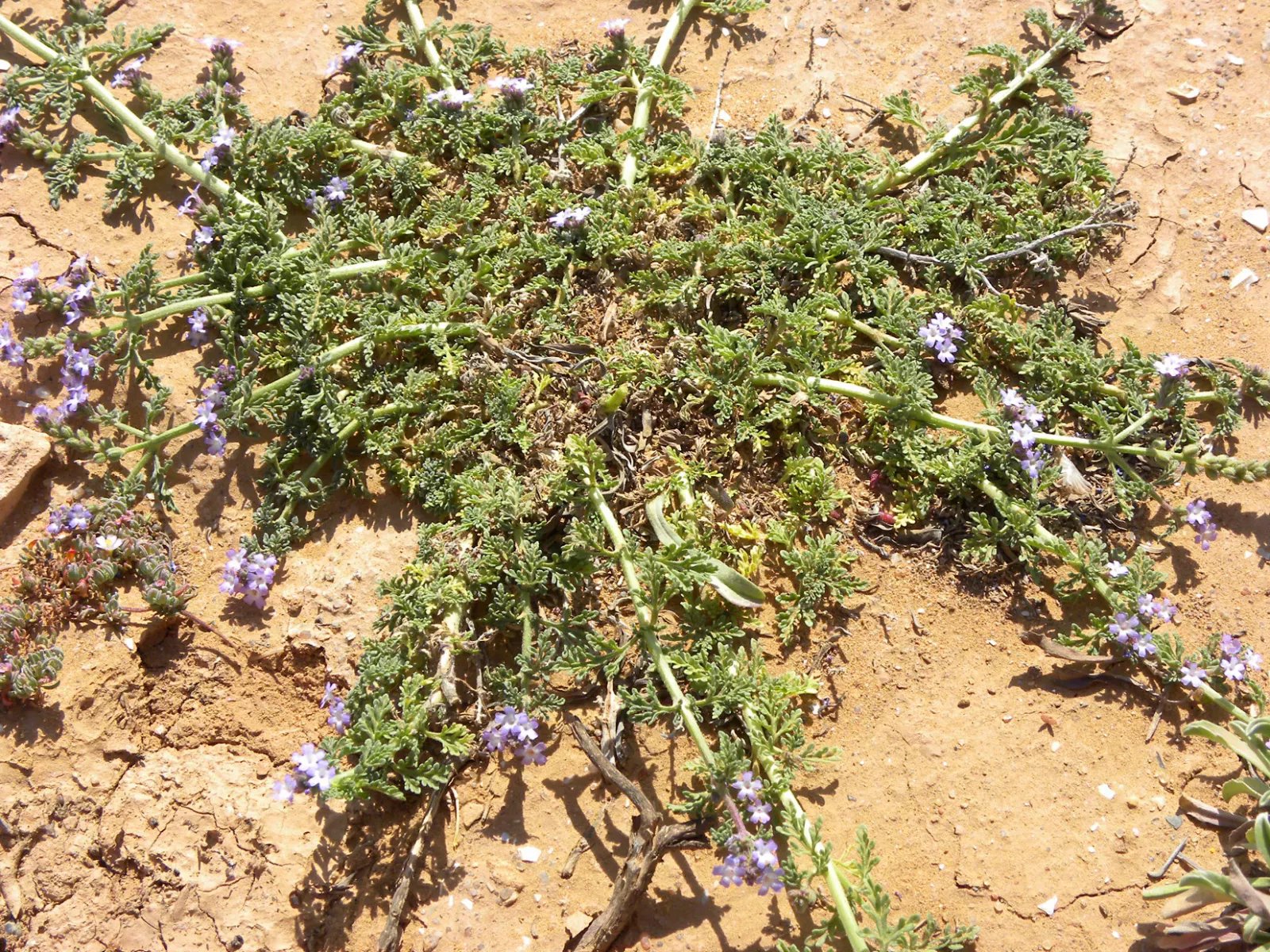 verbena supina