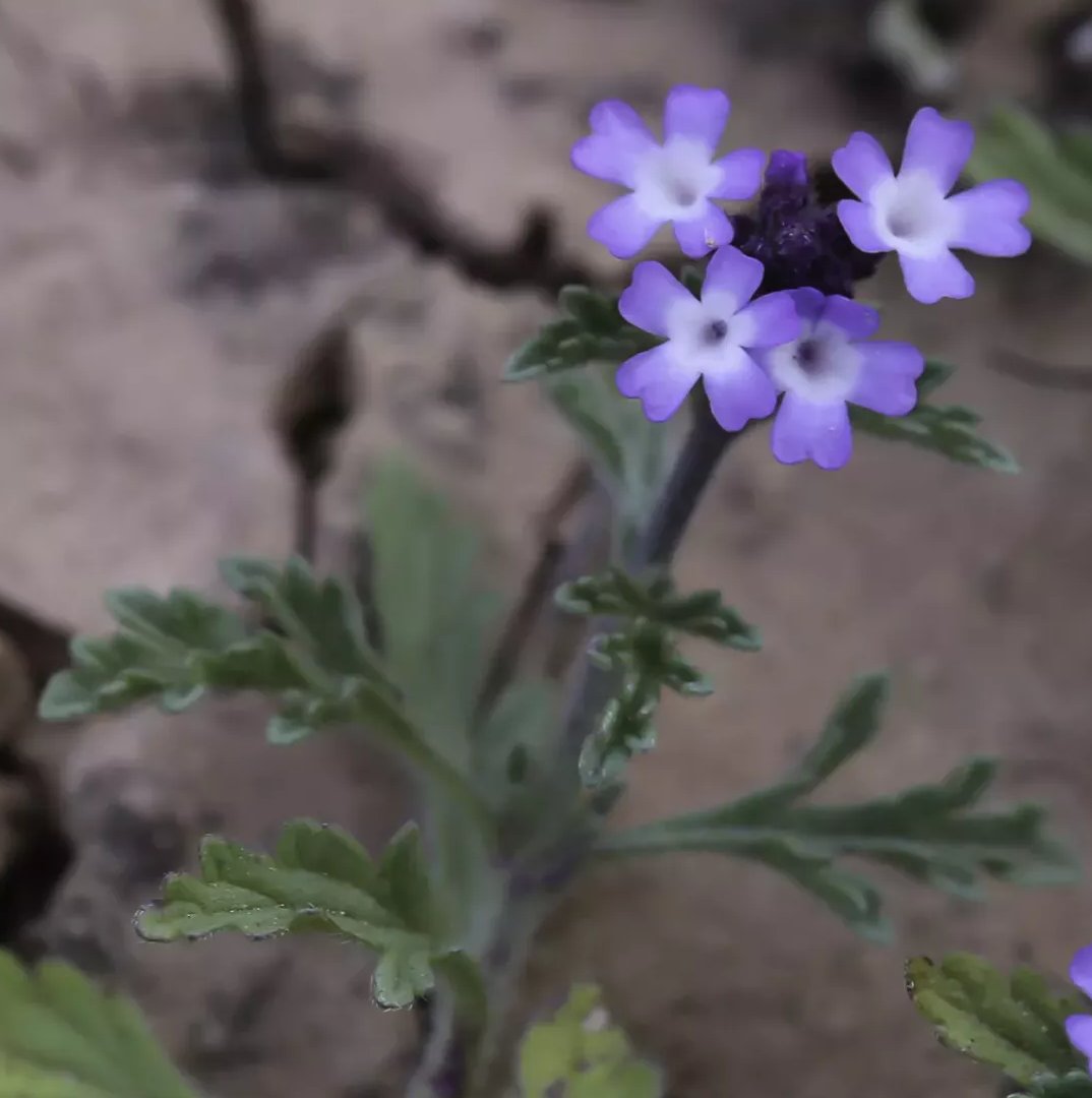 verbena supina