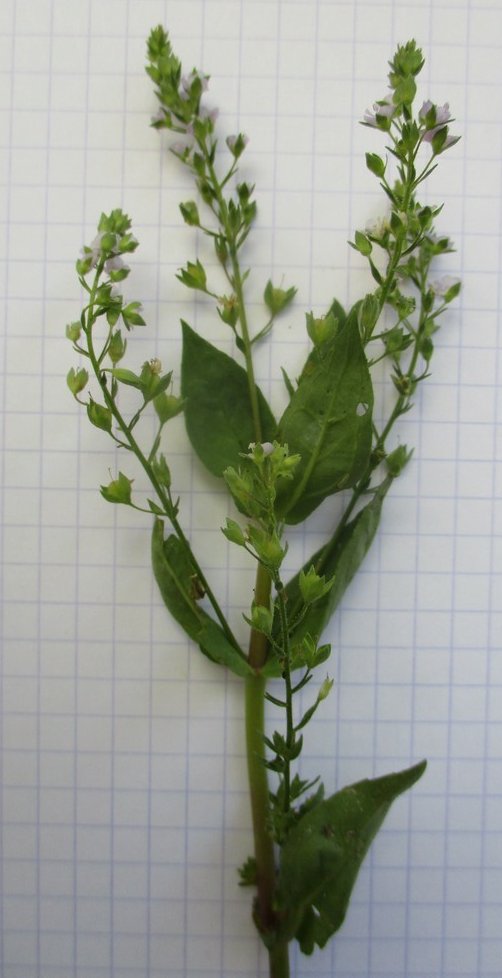 veronica anagalloides