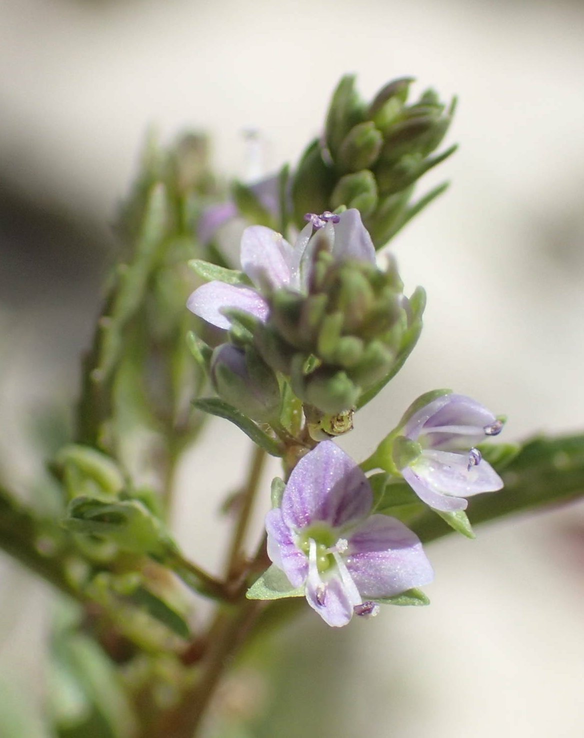 veronica anagalloides