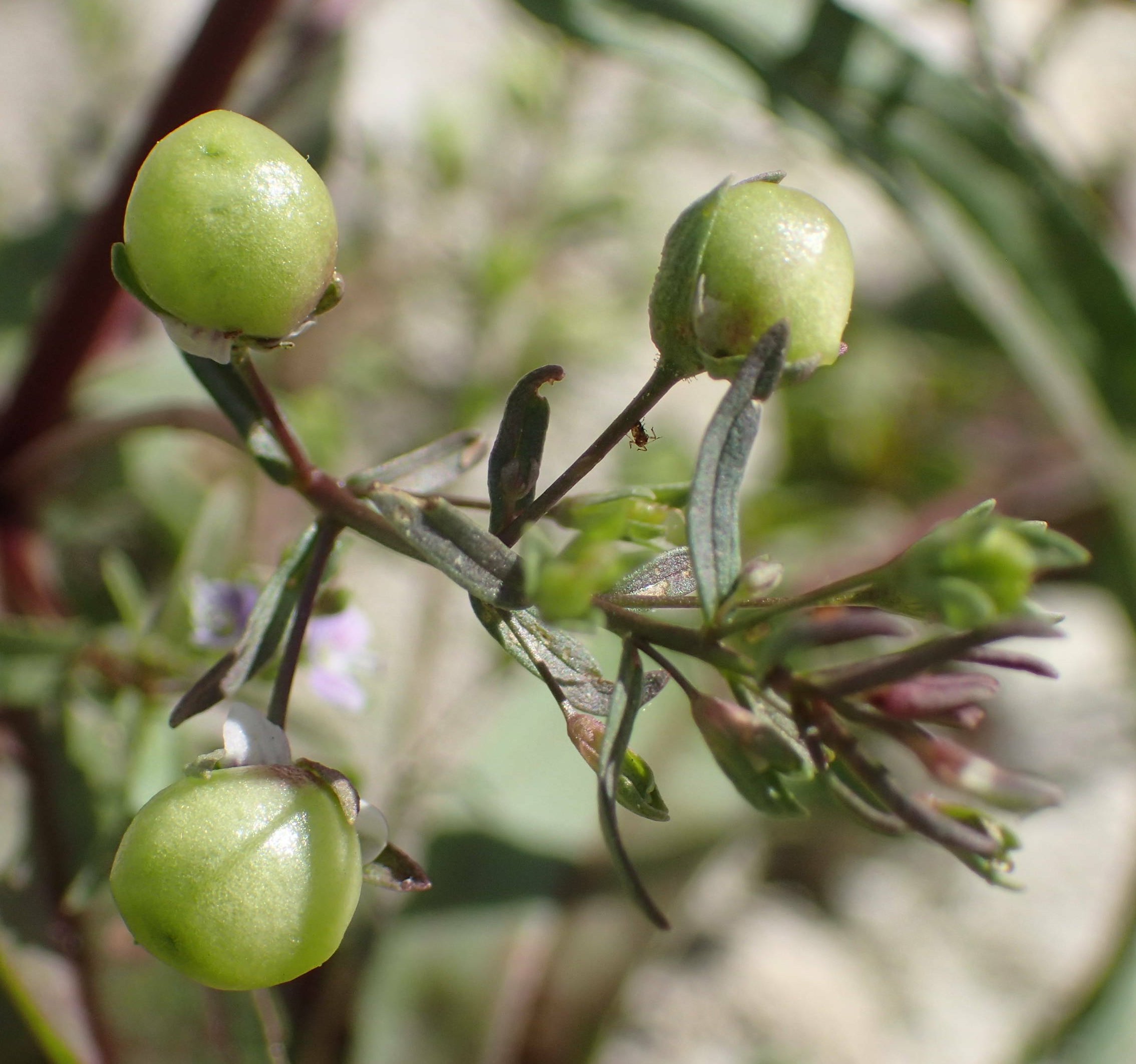 veronica anagalloides
